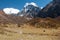 View of Langtang Valley, Langtang National Park, Rasuwa Dsitrict, Nepal