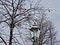 View of lantern and tree with red berries in november Helsinki