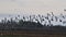 A view of a Lapwings in flight