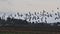 A view of a Lapwings in flight