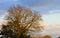 View on large bare tree shine bright yellow orange in evening sun with dark clouds after thunderstorm - Viersen, Germany