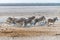 A view of a large herd of Zebras monopolising a waterhole in the morning in the Etosha National Park in Namibia