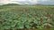 View of Large Lake Field of Pink Lotuses in Vietnam