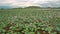 View of Large Lake Field of Pink Lotuses in Vietnam