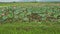 View of Large Lake Field of Pink Lotuses in Vietnam