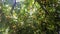 View of large peach tree, branches, fruits and leaves