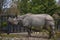 View of a large rhino in the park for a walk