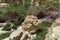 View of a large stone on a mountain amidst the beautiful unspoilt vegetation of the Ein Gedi Israel nature park. on a clear sunny