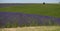 View of lavender fields on a flower farm in the Cotswolds, Worcestershire UK