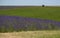 View of lavender fields on a flower farm in the Cotswolds, Worcestershire UK