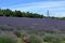 A view of the Lavender fields of the North Downs countryside