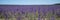 View of lavender growing on a flower farm in the Cotswolds, Worcestershire UK