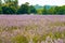 View of Lavender at the Mayfield Lavender farm