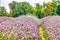 View of Lavender at the Mayfield Lavender farm