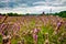 View of Lavender at the Mayfield Lavender farm