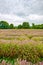 View of Lavender at the Mayfield Lavender farm