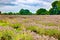 View of Lavender at the Mayfield Lavender farm