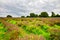 View of Lavender at the Mayfield Lavender farm