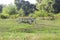 View of the lawn on the edge of a forest and a couple of abandoned bicycles