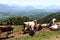 View from Le Saleve mountain over cattle upon Plateau des Bornes, France