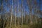View on leafless birch tree forest in spring against blue sky - Germany