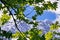 View through the leaves of a tree to the massif of the Wetterstein Mountains in the Bavarian Alps, Germany