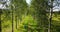 View from the level of tops of trees on the young woman with a long fair hair and in a blue dress going along the birch