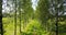 View from the level of tops of trees on the young woman with a long fair hair and in a blue dress going along the birch