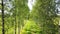 View from the level of tops of trees on the young woman with a long fair hair and in a blue dress going along the birch