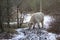 View of light brown yaks with big horns eating in a snowy field