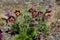 View of lilac pulsatilla pasque flowers in the spring garden