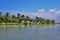 View of the line of coconut trees in the bangs of a river