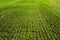 View of lines of young green shoots on field