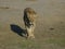 View of a lioness in motion