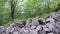 View of little dog behind near tourists in mountainous hiking.