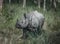 View of a little rhino walking on fresh grass