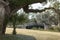 View of live oak trees and bridge in Palmetto Bluff near Bluffton, South Carolina, USA