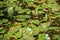 View of live water plants on the surface of the pond