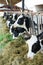 View of a livestock farm with cows in stalls