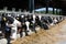 View of a livestock farm with cows in stalls