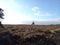 View of Lone Scots Pine Pinus sylvestris Tree Amongst Heather Calluna vulgaris on Canford Heath Nature Reserve