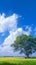 view Lonely Bodhi tree in paddy field White clouds, blue sky