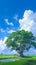 view Lonely Bodhi tree in paddy field White clouds, blue sky