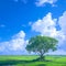 view Lonely Bodhi tree in paddy field White clouds, blue sky