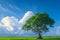 view Lonely Bodhi tree in paddy field White clouds, blue sky