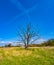 View of lonely dry lifeless tree at blue sky