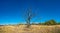 View of lonely dry lifeless tree at blue sky and wind turbines i