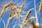 View looking up at a blue sky through barley heads