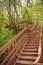 a view, looking up for the top of a long wooden staircase located in a forest. Part of a hiking trail and used to connect