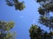 A view looking up at the treetops